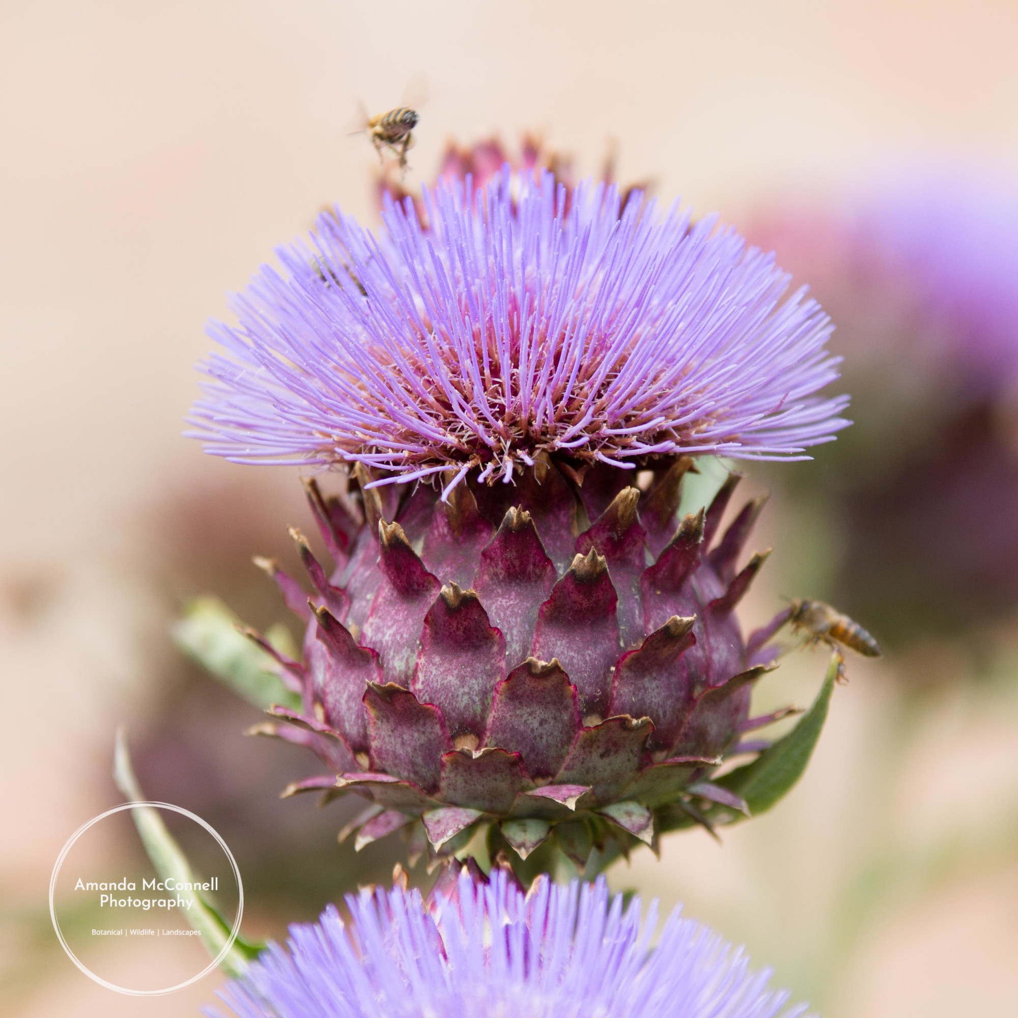 Amanda McConnell Garden Photographer's Association