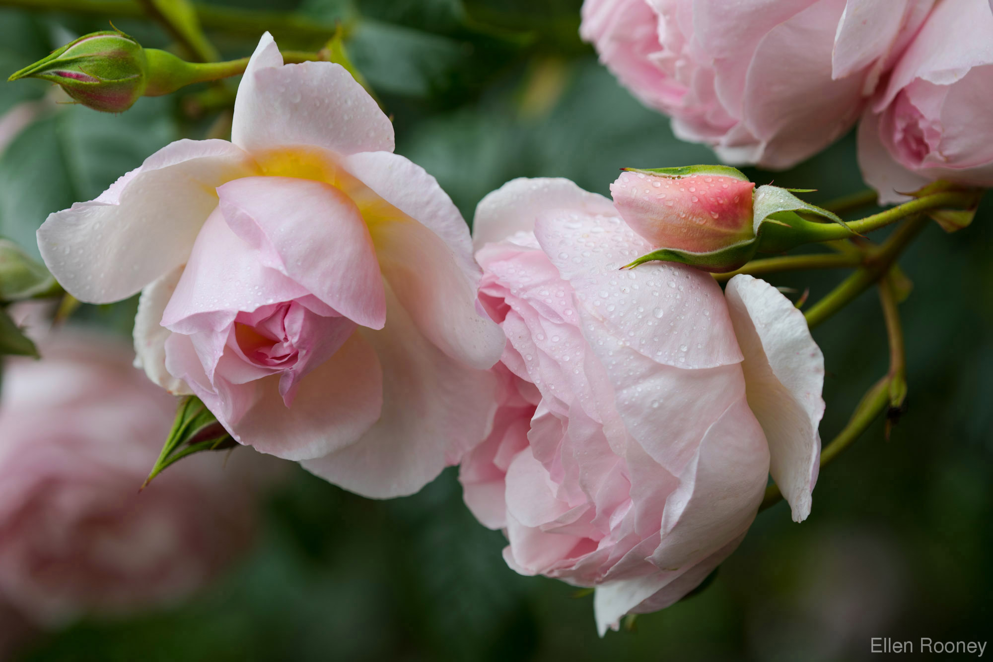 Ellen Rooney | Garden Photographer's Association