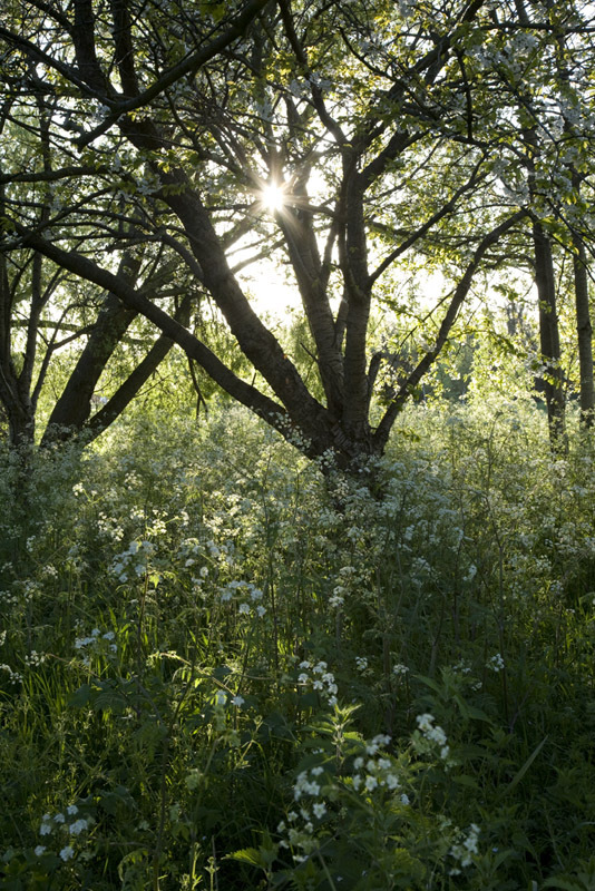 Dianna Jazwinski | Garden Photographer's Association