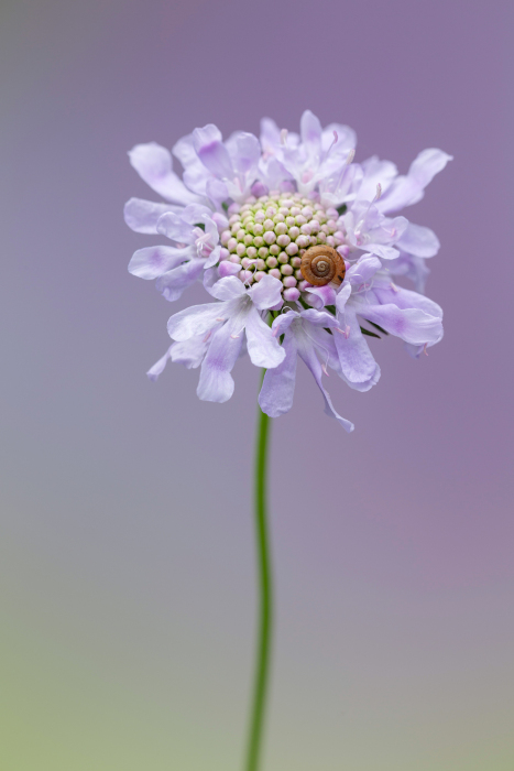 August 2018, Winning Image of the Month, Scabiosa_columbaria