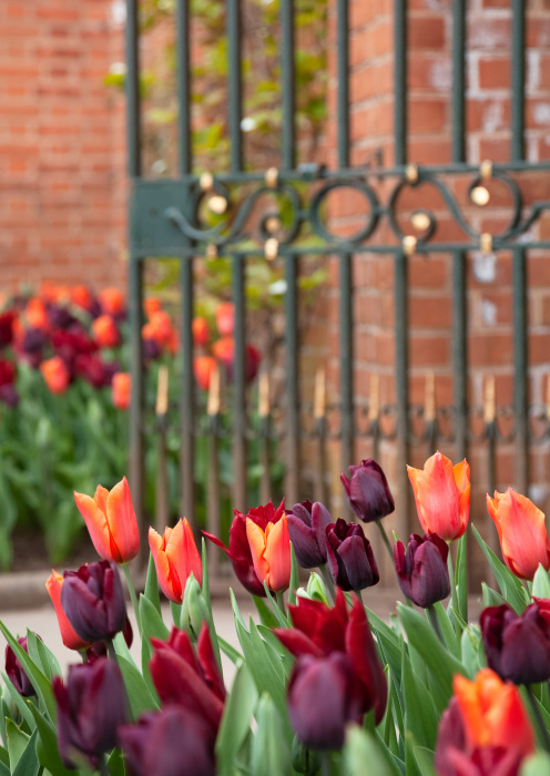 Palette of Spring, The Garden of MorningCalm