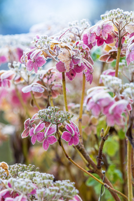 Frosted Hydrangea ‘Grayswood’