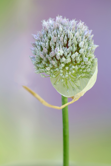 September 2018, Winning image of the month,  Allium ampeloprasum