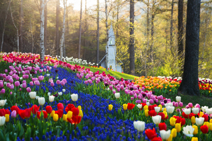 Palette of Spring, The Garden of MorningCalm