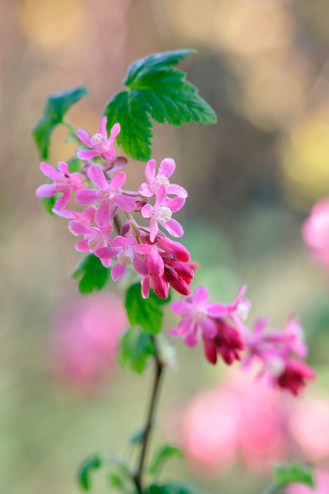 Winning image of the month March 2017.Ribes sanguineum 'Pulborough Scarlet'