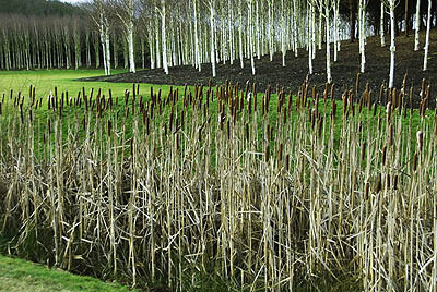 Bulrushes and birches