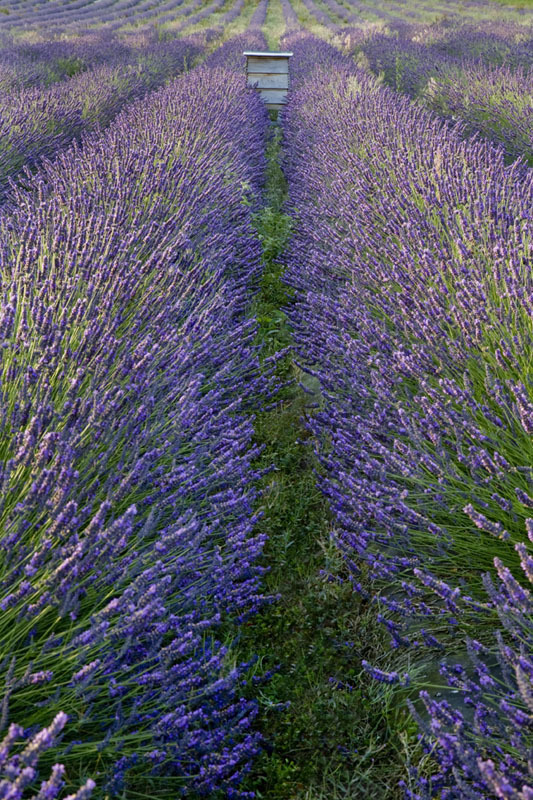  Lavender Field
