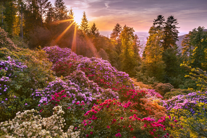 Rhododendron Dreamscape
