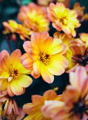 Dahlia Dreamy Collection