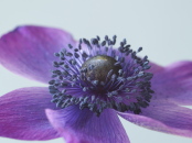 Blue Anenome Grey Background