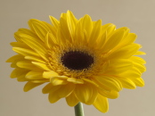 Yellow Gerbera Beige Background