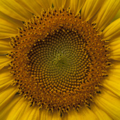 Sunflower, helianthus