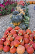 Pumpkins at Le Rivau