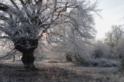 Wintery Trees