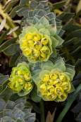 Euphorbia myrsinites