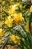 Narcissus 'Tahiti'