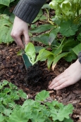 Planting Lettuce in a Flower Bed