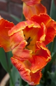 Tulipa 'Prof. Roentgen'