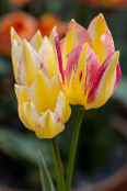 Tulipa 'Antoinette'