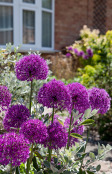 Allium 'Purple Sensation'