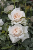 Rosa 'Pride and Prejudice'