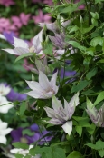 Clematis 'Samaritan Jo'