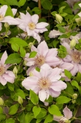 Clematis 'Chelsea'