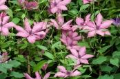 Clematis 'Giselle'