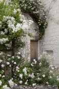 White Rose Arbour