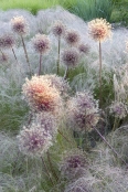 Early Morning Alliums