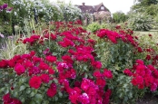 Red Roses with Complimentary Planting