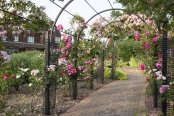 Rose Arbour