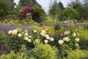 Roses with Alchemilla