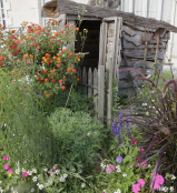 Decorated Shed