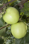 Grenadier Apples