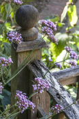 Verbena bonariensis