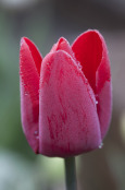 Tulipa 'Escape'