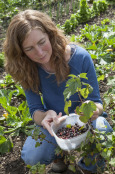 Lady picking blackcurrants