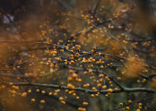 Berries