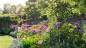 Dance of the alliums