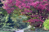 Autumn i garden