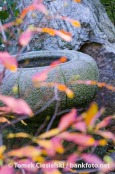 Pot in japanese garden