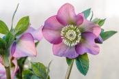 Helleborus orientalis subsp. abchasicus