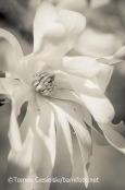 Magnolia stellata from my new book