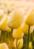 Sunrise over tulips field