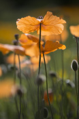 Poppies in the sun