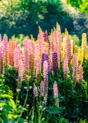 Lupin Border