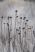 Echinacea Seed Heads