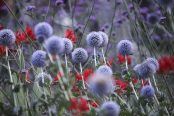 Echinops