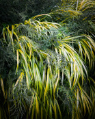 Grass and ferns